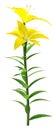 3D Rendering Yellow County Asiatic Lily on White Royalty Free Stock Photo