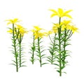 3D Rendering Yellow County Asiatic Lily on White Royalty Free Stock Photo
