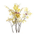 3D Rendering Elderberry Bush on White