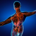 3d rendering of Yellow lymphatic system Royalty Free Stock Photo