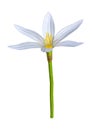 3D Rendering Zephyranthes Flower on White