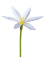 3D Rendering Zephyranthes Flower on White