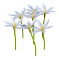 3D Rendering Zephyranthes Flowers on White