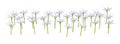 3D Rendering Zephyranthes Flowers on White