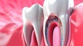3D Representation of teeth showing its inner veins