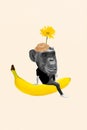 3d retro creative artwork collage of funny chimpanzee sitting big huge banan isolated beige color background