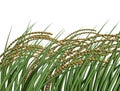 3D RICE PLANTS