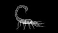 3D Scorpion on black background. Dangerous animals concept. Poisonous scorpion. Business advertising backdrop. For title