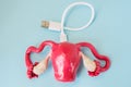 3D shape of uterus with connected by charging cord, cable or for connecting with other devices. Concept of technology bionic or a Royalty Free Stock Photo