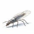 3d Silverfish Insect On White Background Royalty Free Stock Photo