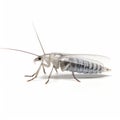 3d Silverfish Insect On White Isolated Background Royalty Free Stock Photo