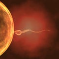 3d Single sperm fetilizes egg