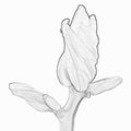 PAPAYA FLOWER BUD 3D SKETCH Royalty Free Stock Photo