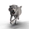 3D Snarling White Wolf Isolated Royalty Free Stock Photo