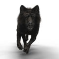 3D Snarling Wolf Running Royalty Free Stock Photo