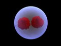 nucleolus, nucleus, 3d stem cell.