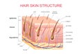 3D structure of the hair skin scalp, anatomical education infographic information poster vector illustration. Royalty Free Stock Photo