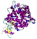 3D structure of the human ACE2 enzyme, the coronavirus SARS-CoV-2 entry point, causing COVID-19. PDB 1R42