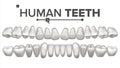 Human Teeth Set Vector. Dental Health. Incisor, Canine, Premolar, Molar Upper, Lower. Clean White Tooth. Periodontal Royalty Free Stock Photo