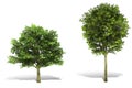 3d tree render on white background Royalty Free Stock Photo