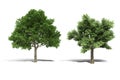 3d tree render on white background Royalty Free Stock Photo