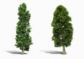 3d tree render on white background Royalty Free Stock Photo