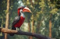 Beautiful big hornbill on branch in deep forest, AI generated Royalty Free Stock Photo