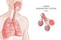 3d vector of the human Respiratory System, lungs, alveoli. Inside larynx nasal throttle anatomy. Man body parts. Hand