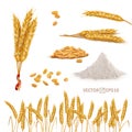 3d vector realistic wheat set, a bunch of ears, falling grains, a slide of flour, a field of ears