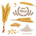 3d vector realistic wheat set, a bunch of ears, falling grains, a slide of flour, logo for flour