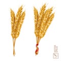 3d vector realistic wheat set, a bunch of ears with ribbon