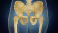 Human skeleton pelvic area visualization. Front view.