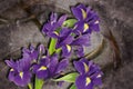 3d wallpaper, Iris sanguinea on abstract canvas textures.