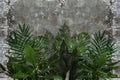 3d wallpaper, leaves of houseplants on concrete wall textured background