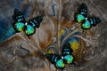 3d wallpaper texture, butterflies, nature painting, old canvas textures. Grey background. Murals effect. Royalty Free Stock Photo