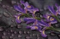 3d wallpaper texture, Watercolor painting Iris flowers, canvas