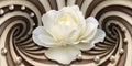 3d wallpaper, white rose and pearls on optical illusions background Royalty Free Stock Photo