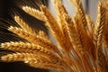 A 3D wheat arrangement in a close up, resembling a wheat bouquet