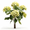 Stunning Hydrangea And Banana Tree Image In Hd Quality