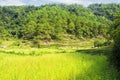 Da Hong Pao Tea Fields wuyishan