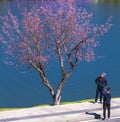 Tourists visit and take pictures by cherry apricot trees along the banks