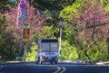 Traffic at the corner of a busy curve as cherry blossom trees