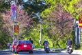 Traffic at the corner of a busy curve as cherry blossom trees