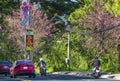 Traffic at the corner of a busy curve as cherry blossom trees