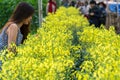 Travelers watching the field of Canola Flowers bloom beautifully in the organic garden Royalty Free Stock Photo