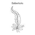 Dabberlocks Alaria esculenta , or badderlocks, winged kelp, edible seaweed Royalty Free Stock Photo