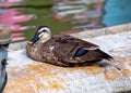 Spot-billed Duck (Anas poecilonotus) - Tropical Asia & Sub-Saharan Africa