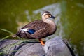 Spot-billed Duck (Anas poecilonotus) - Tropical Asia & Sub-Saharan Africa