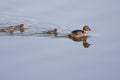 Dabchick Royalty Free Stock Photo