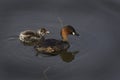 Dabchick Royalty Free Stock Photo